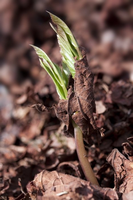 Small seedling with green leaves in the ground