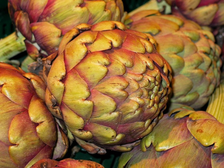 colorful Artichokes close up