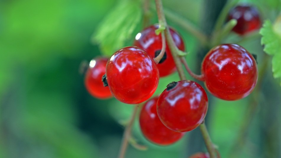 red glittering currant on a bush close up