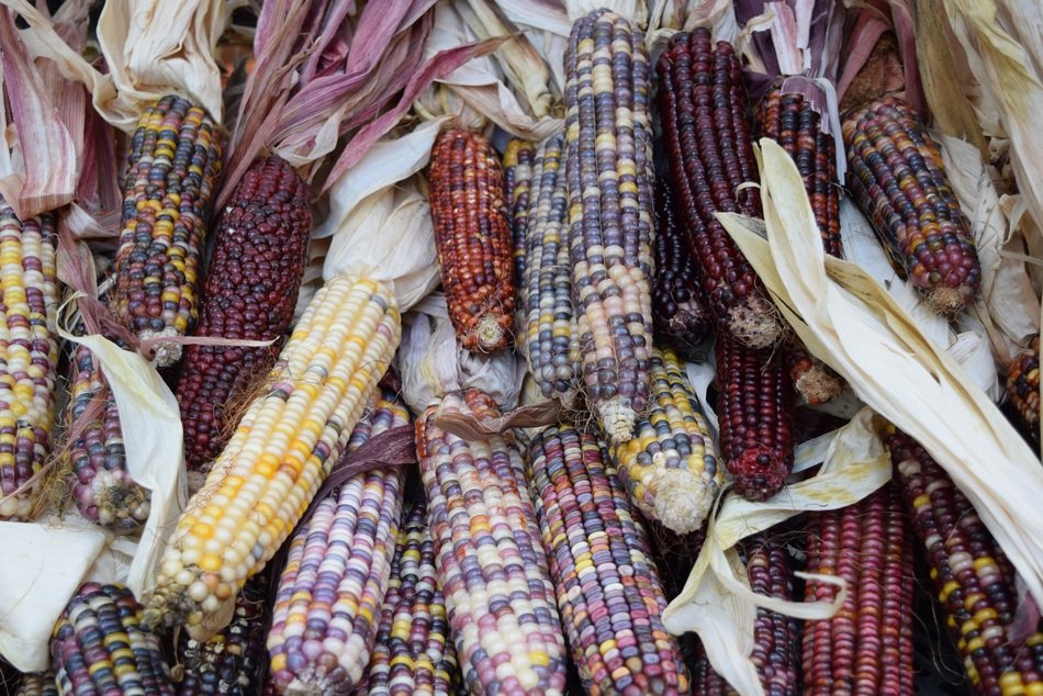 appetizing Corn Colors