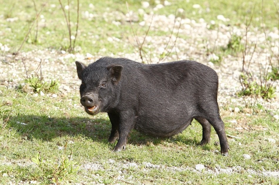 Potbellied Black Pig