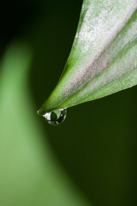 drop on the edge of leaf