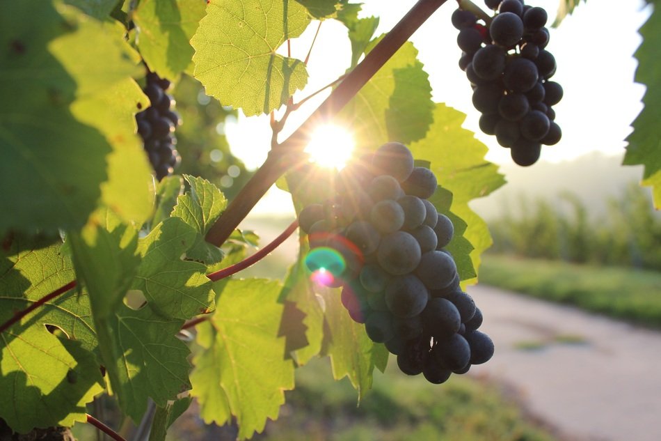 the sun behind the blue grapes