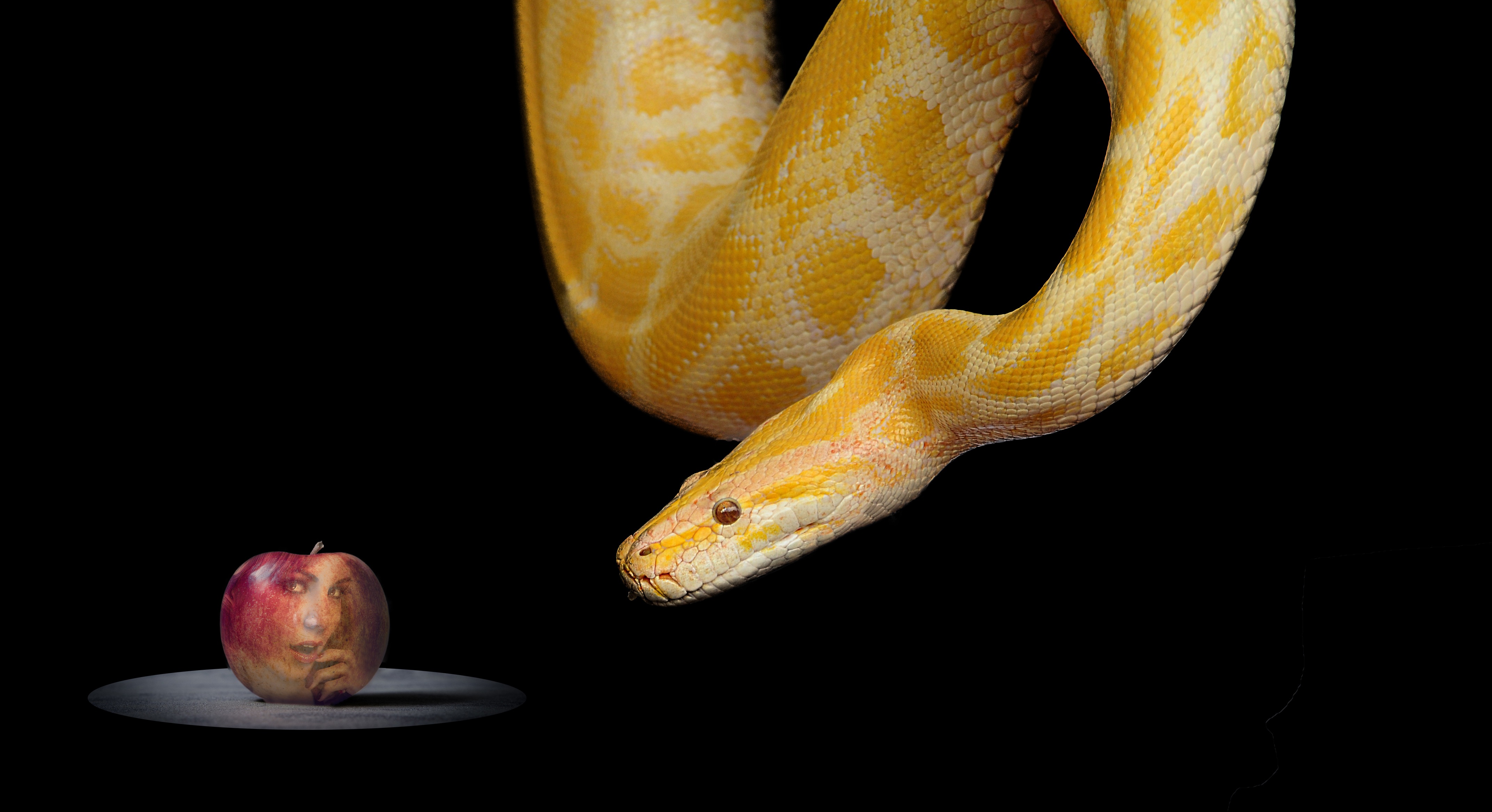 Snake and Apple free image