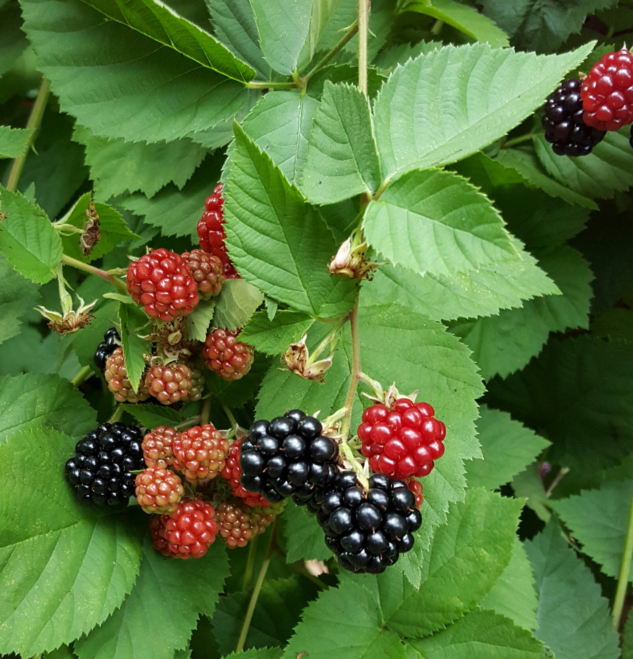 Blackberry, black and red berries on a green bush free image download