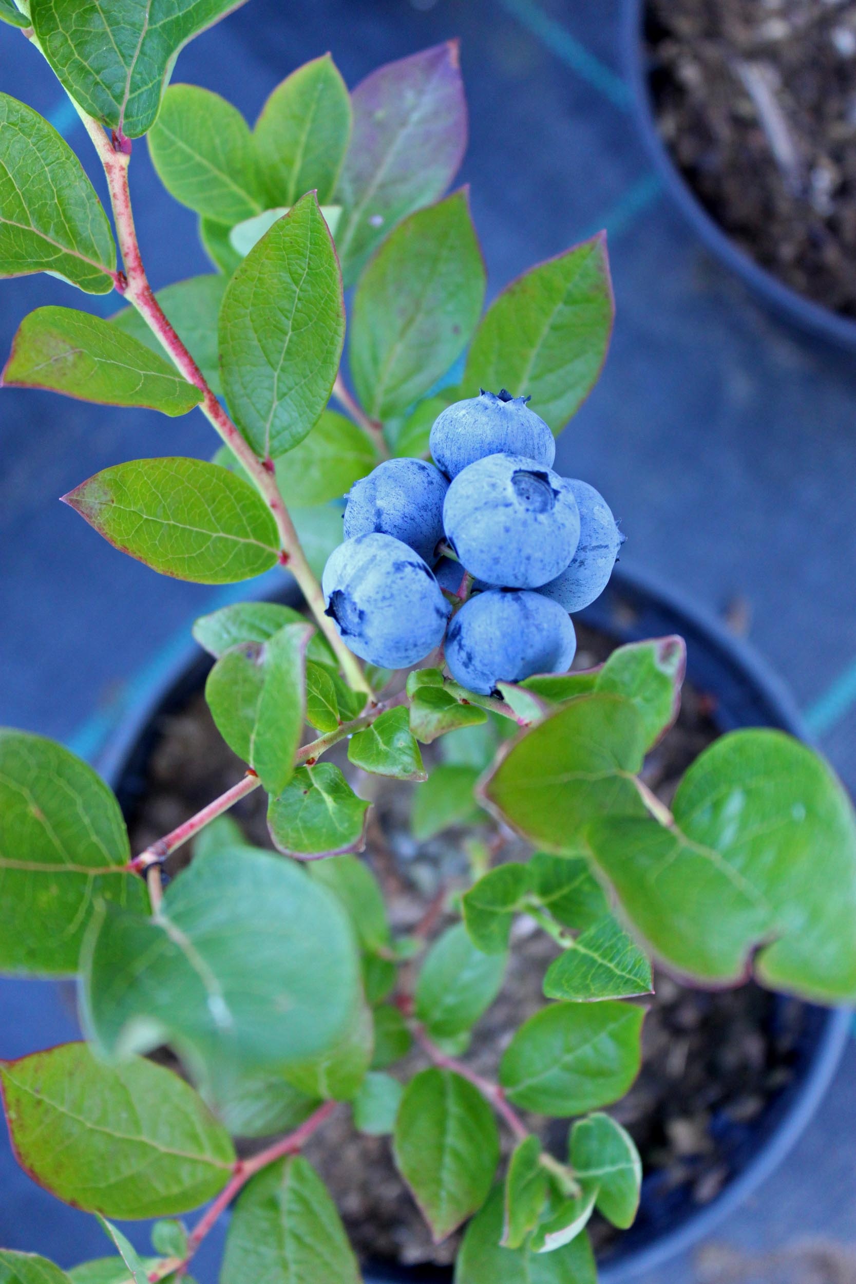 Potted blueberry plant with berries free image download