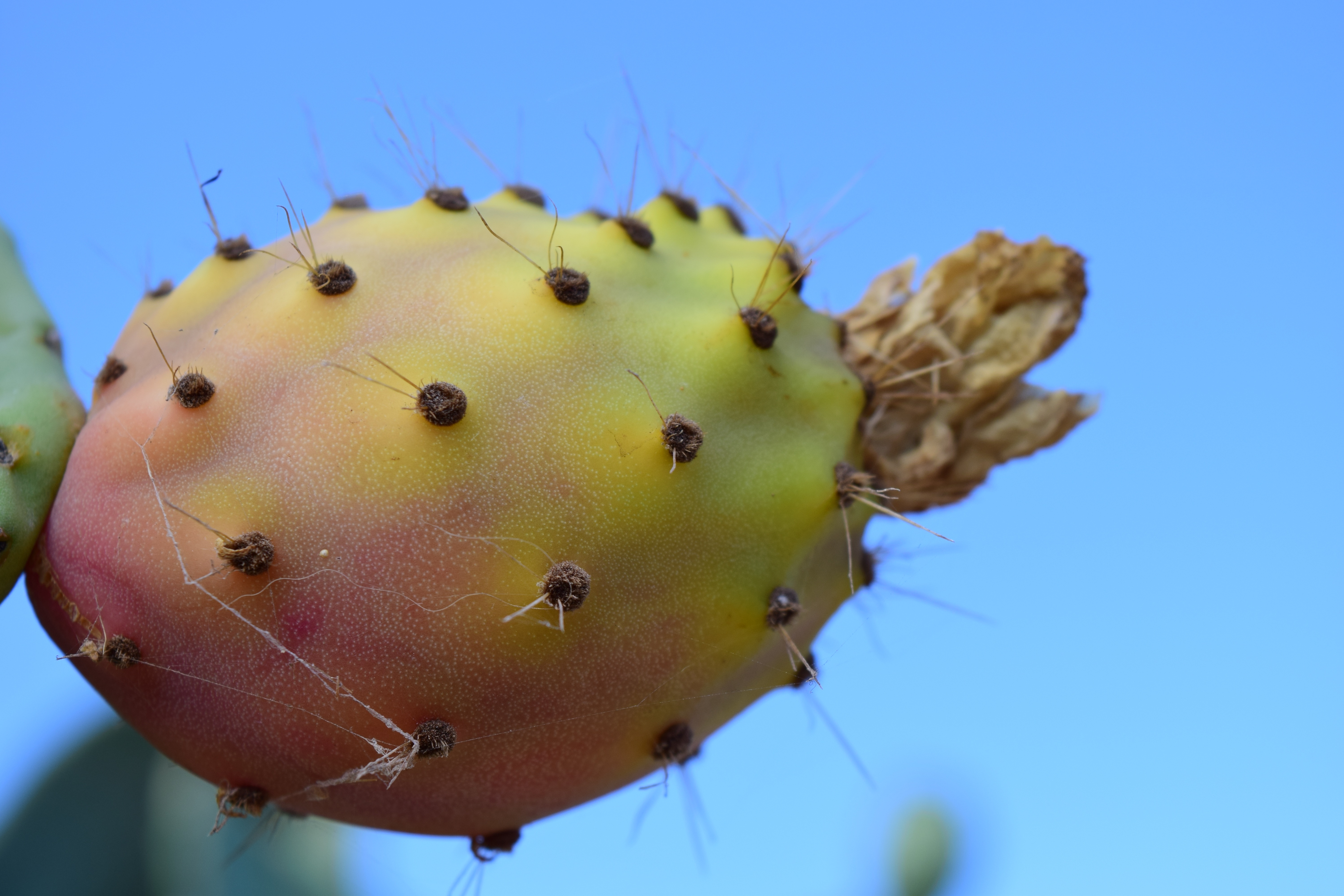 Кактус фрукт фото Prickly Pear Fruit Cactus mediterranean free image download