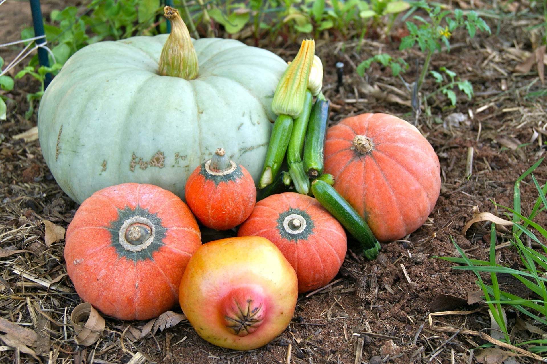 Multi-colored pumpkins and zucchini free image download