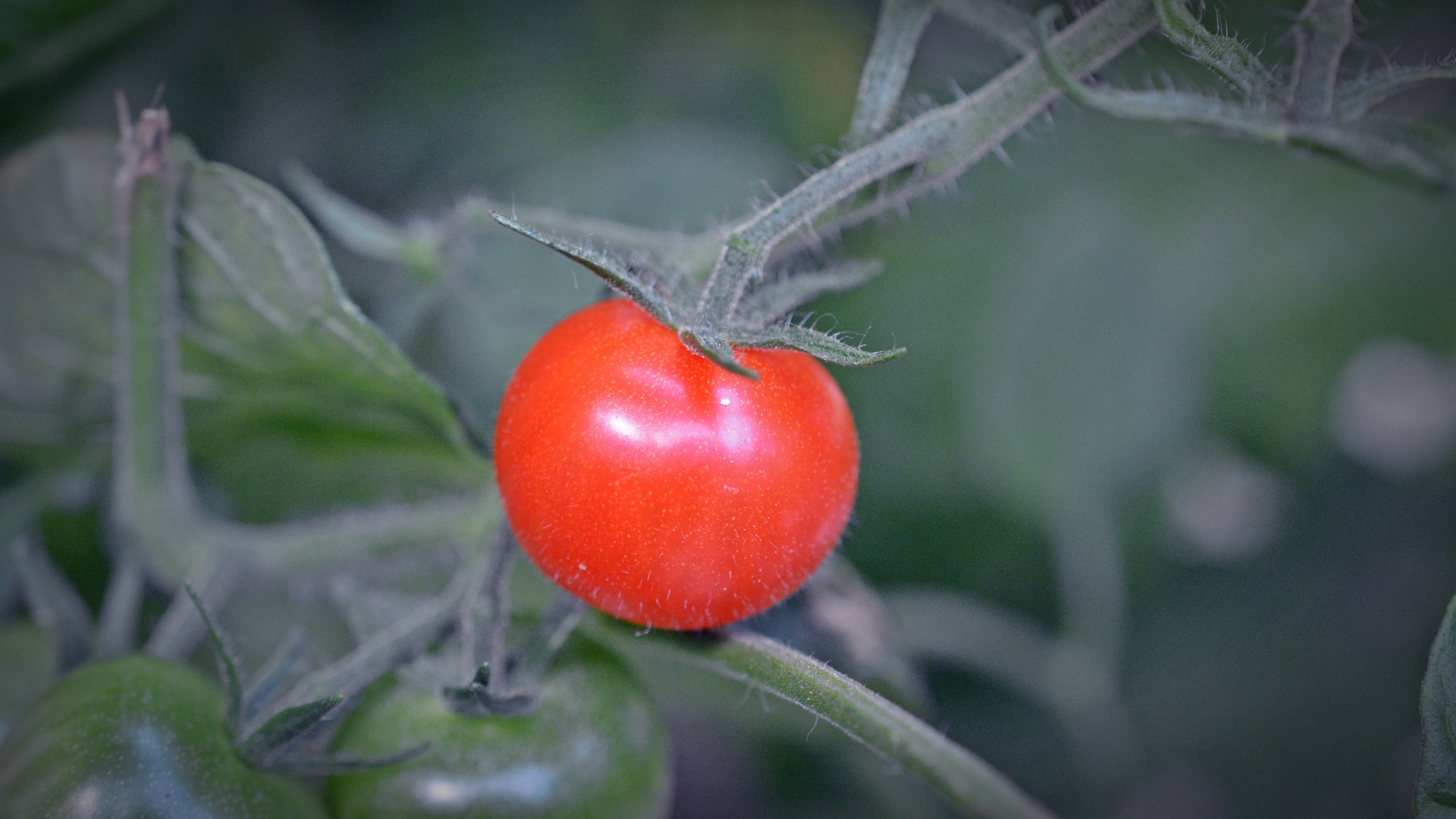 томат турецкий стелющийся фото