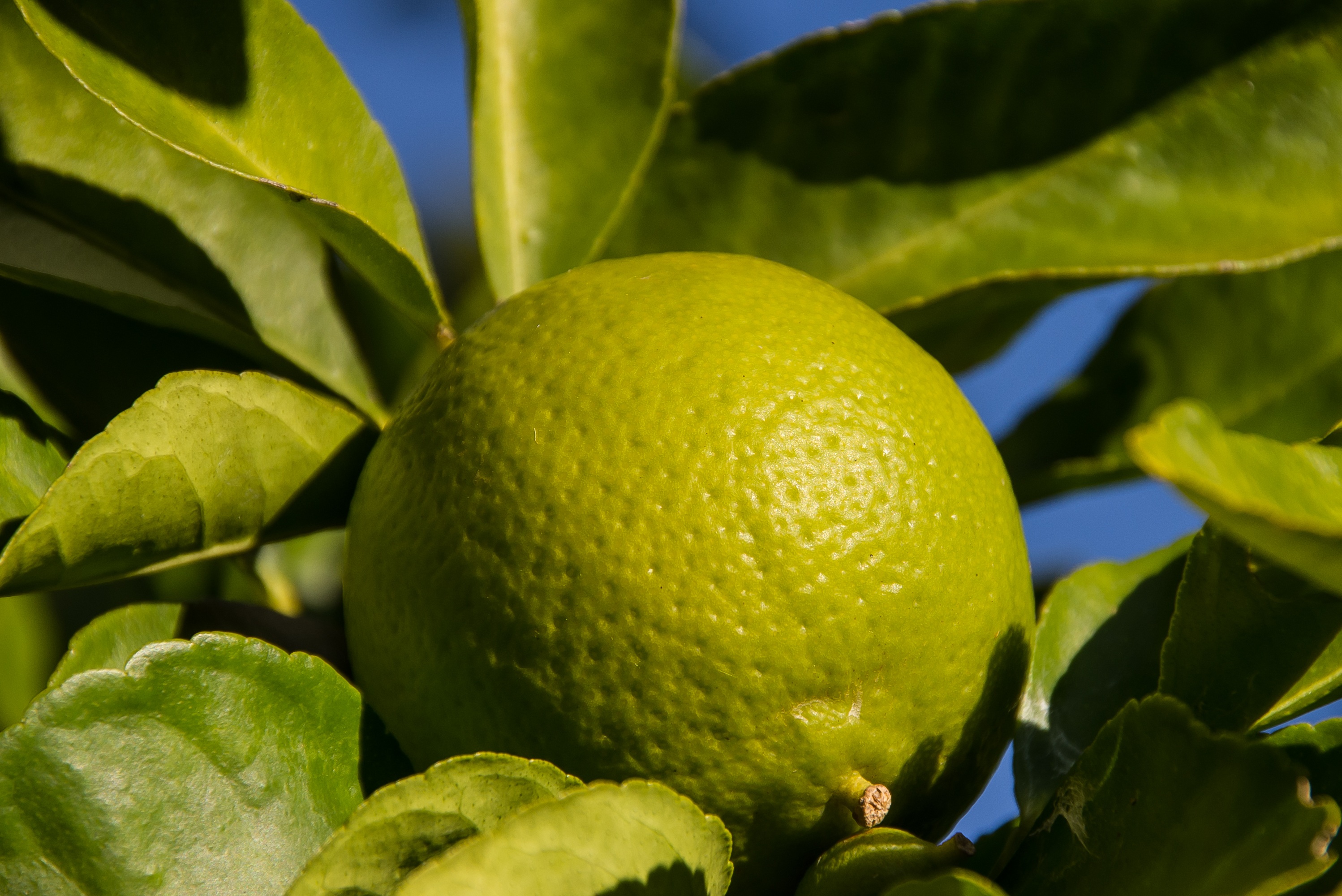 Фруктовый лист. Помело Цитрон мандарин лайм. Лимон Lemon дерево листья. Зеленые цитрусовые.