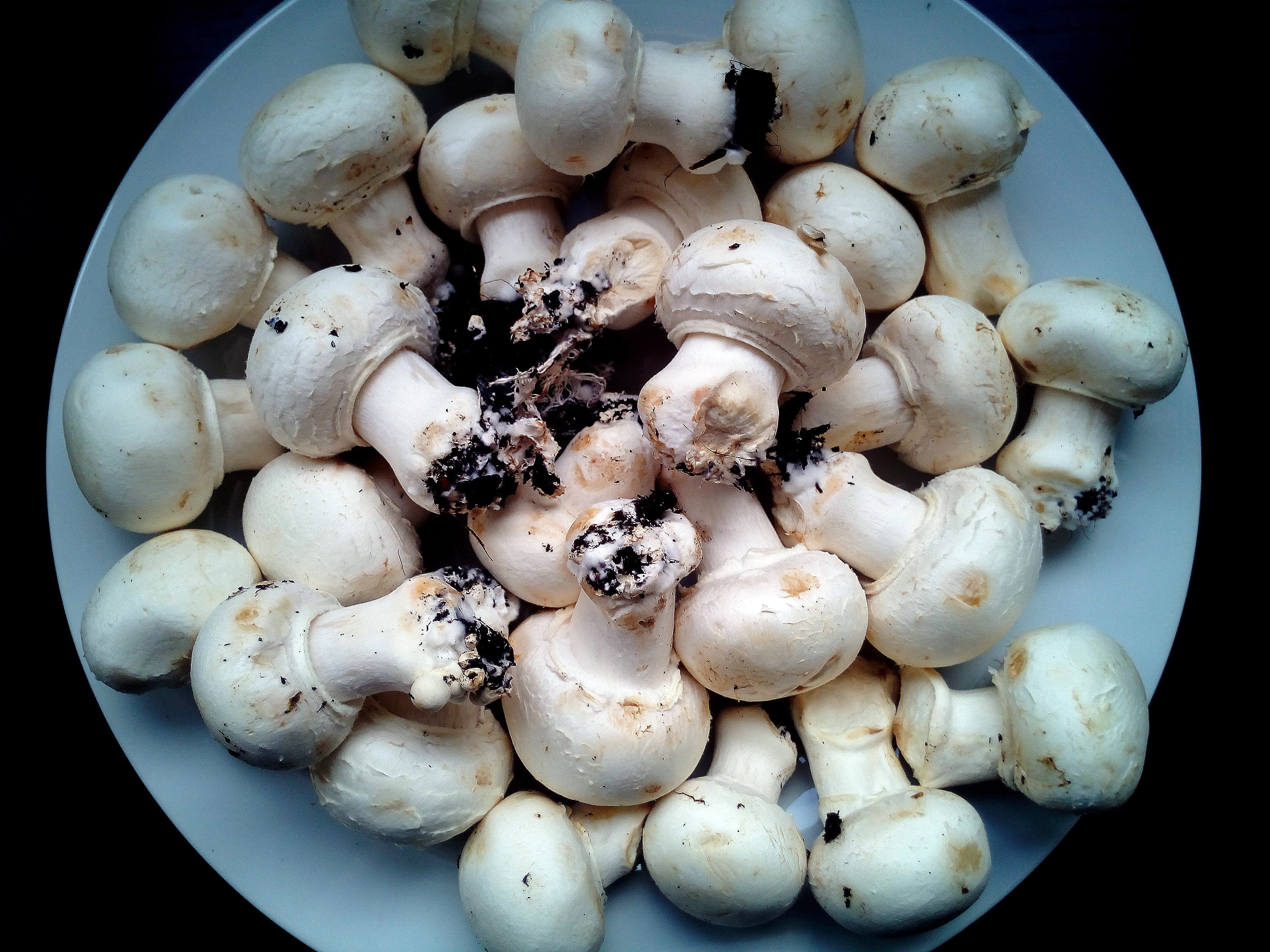 разновидность грибов шампиньонов съедобных фото