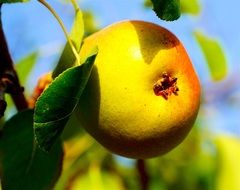 yellow Pear Fruit close-up on blurred background