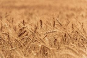 ears of wheat field close up