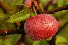 drops of dew on a red apple