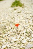 poppy flower blossom bloom gravel road