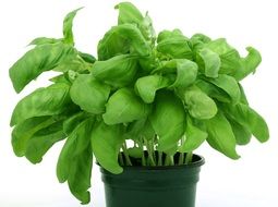 Green potted oregano plant