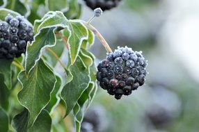 blue berries on a bush in hoarfrost