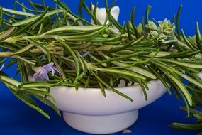 season Rosemary