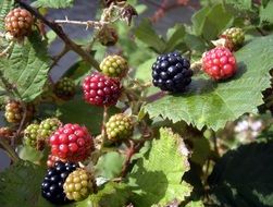 Blackberries pipening on shrub