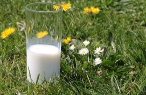 glass with milk on green grass