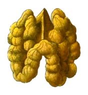 Edible Food Nut drawing