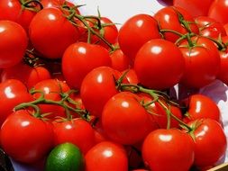 appetizing attractive Tomatoes