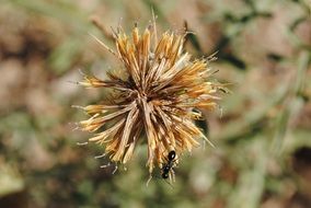 black ant on dry plant close-up on blurred background