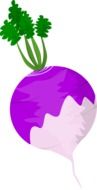 violet turnip vector drawing