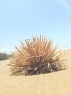 Desert Dry plant