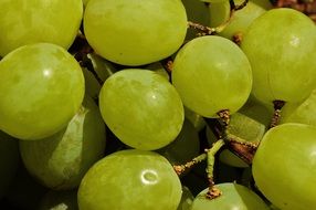 green Grapes Fruit close