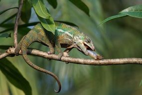 Panther Chameleon need Food