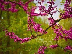 Flowers on the Chines judas tree