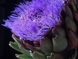 Purple artichoke blossom plant