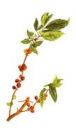 drawn branch with coffee grains