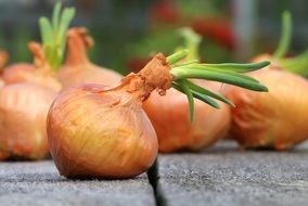 sprouted onions on the ground