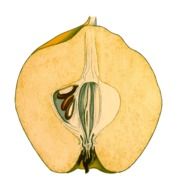 drawing of a quince fruit