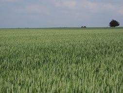 field of a green wheat