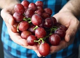 ripe blue Grapes in Hands