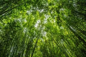 Beautiful big bamboo forest