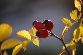 rose hips in the autumn