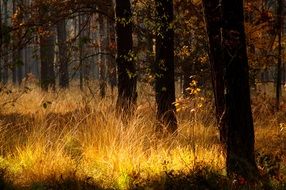 forest Golden grass