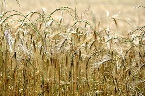 yellow wheat field close up