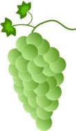 drawing of green grapes with leaves on a white background