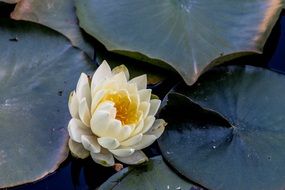 white lotus flower among green leaves on a pond
