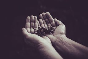 grapes in the hands