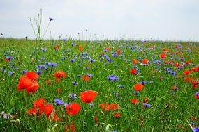 field of blooming poppies and cornflowers