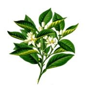 flowering branch of citrus as a graphic illustration