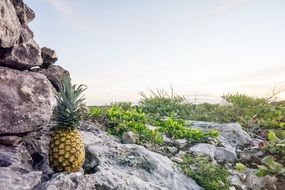 Pineapple Rocks Fruit