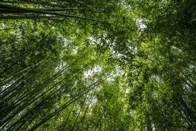 bamboo forest for relaxation