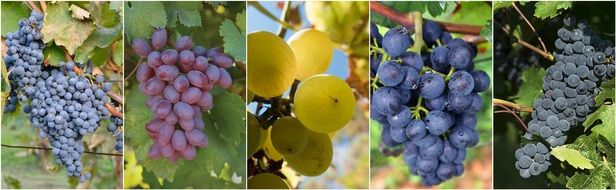 Different types of grapes